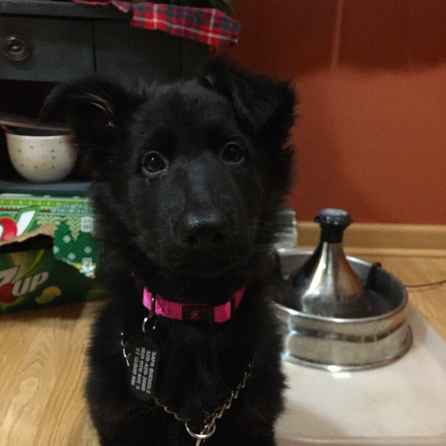 Sapa Nagji joined the competition — help win amazing prizes! animal_collar, background, black_fur, cabinet, chain, curtains, dog, domestic_animal, festive_decor, flooring, home, indoor, looking_at_camera, pet, pink_collar, puppy, tag, water_bowl, wooden_floor, young_dog