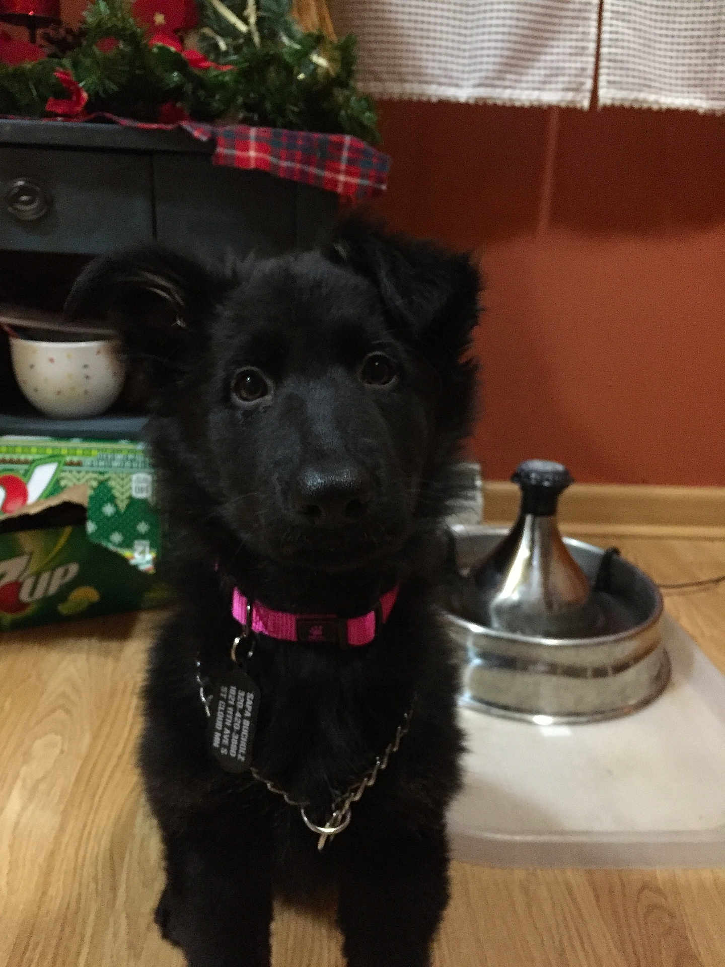 Sapa Nagji joined the competition — help win amazing prizes! puppy, dog, black_fur, pink_collar, indoor, wooden_floor, water_bowl, festive_decor, cabinet, curtains, pet, young_dog, flooring, domestic_animal, looking_at_camera, animal_collar, chain, tag, home, background