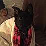 Sapa Nagji is registered to the contest to win money with this photo: dog, blanket, plaid, black_fur, ears, eyes, carpet, toy, bone, couch, indoor, pet, collar, fur, snuggled, looking_up, cozy, brown, red, white