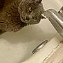 cat, gray_cat, bathtub, faucet, curious, indoor, pet, animal, whiskers, head_tilt, closeup, fur, domestic_cat, bathroom, sink, water, face, ears, looking, muzzle