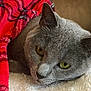 cat, gray_cat, green_eyes, blanket, red_blanket, plaid, cozy, resting, pet, feline, soft_texture, indoor, closeup, cute, sleepy, fur, animal, warm, comfort, relaxed