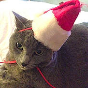 Baloo joined the competition — help win amazing prizes! animal, bed, cat, christmas, closeup, costume, cute, domestic_cat, ears, feline, fur, grey_cat, holiday, indoor, looking, pet, resting, santa_hat, string, whiskers