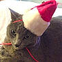 animal, bed, cat, christmas, closeup, costume, cute, domestic_cat, ears, feline, fur, grey_cat, holiday, indoor, looking, pet, resting, santa_hat, string, whiskers