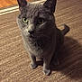 cat, gray_cat, indoor, carpet, pet, animal, feline, green_eyes, sitting, curious, whiskers, ears, tail, floor, domestic_cat, mammal, cute, furry, portrait, attention