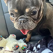 Sheena is registered to the contest to win money with this photo: dog, french_bulldog, pet, close_up, tongue_out, car_seat, stuffed_toy, blanket, animal, cute, playful, indoor, leash, wrinkles, black_brown_fur, companion, curious, portrait, domestic_animal, young_dog