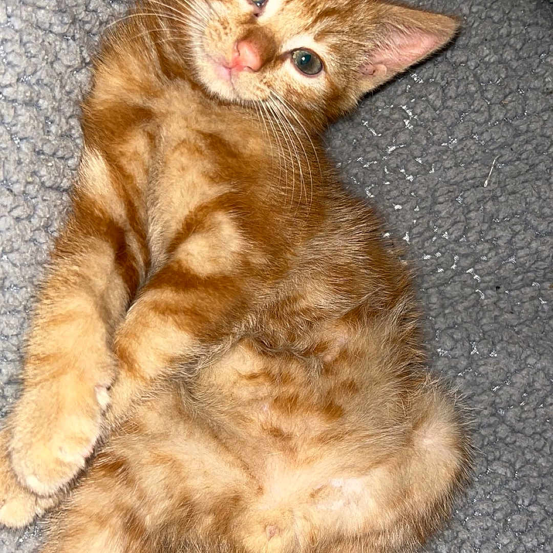 George Michael is registered to the contest to win money with this photo: abyssinian, animal, cat, kitten, manx, pet