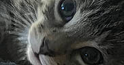 Gandosha joined the competition — help win amazing prizes! animal, cat, close_up, cozy, curious, cute, eyes, face, feline, fur, indoor, nose, pet, portrait, relaxed, resting, soft_focus, tabby, whiskers, young_cat