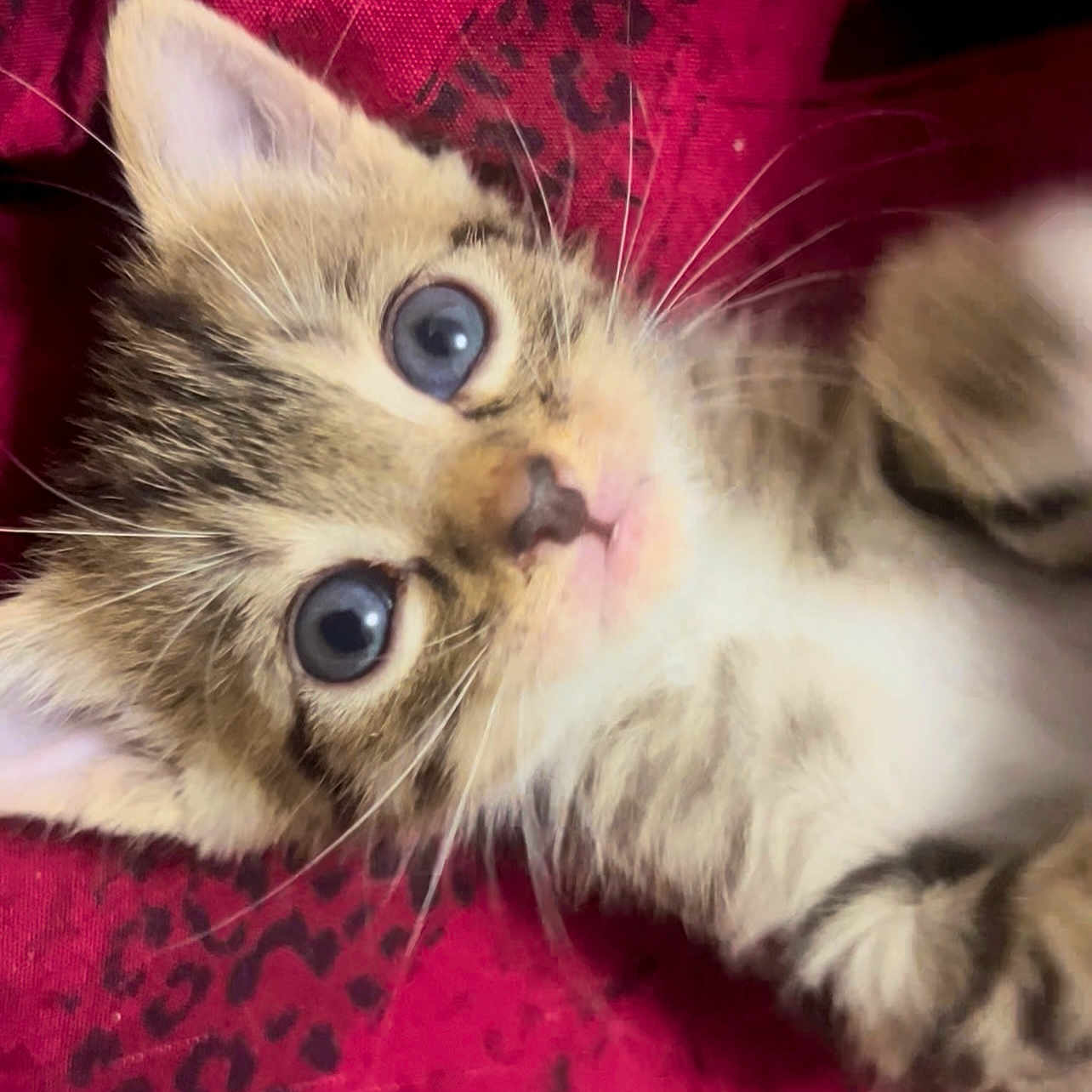 Gandosha is registered to the contest to win money with this photo: animal, blue_eyes, cat, close_up, curious, cute, domestic_animal, feline, fur, kitten, lying_down, patterned_fabric, pet, playful, portrait, red_background, small, soft_texture, whiskers, young