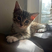 Gandosha is registered to the contest to win money with this photo: animal, cat, closeup, curious, cute, domestic, fur, indoor, kitten, leather, light, paw, pet, portrait, resting, shadow, tabby, whiskers, window, young
