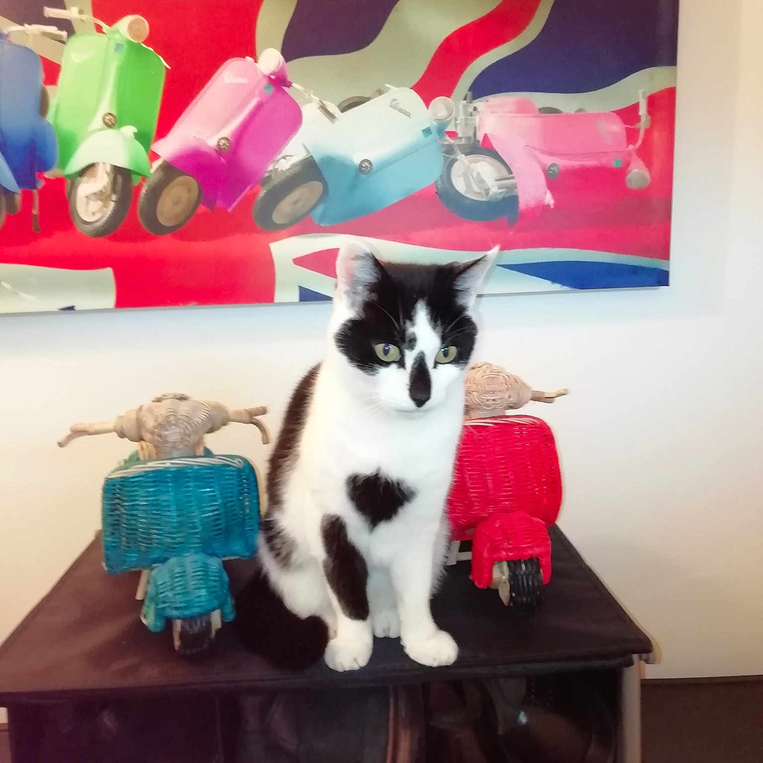 George joined the competition — help win amazing prizes! carnivoran, cat, cat_like_mammal, kitten, play, small_to_medium_sized_cats, whiskers