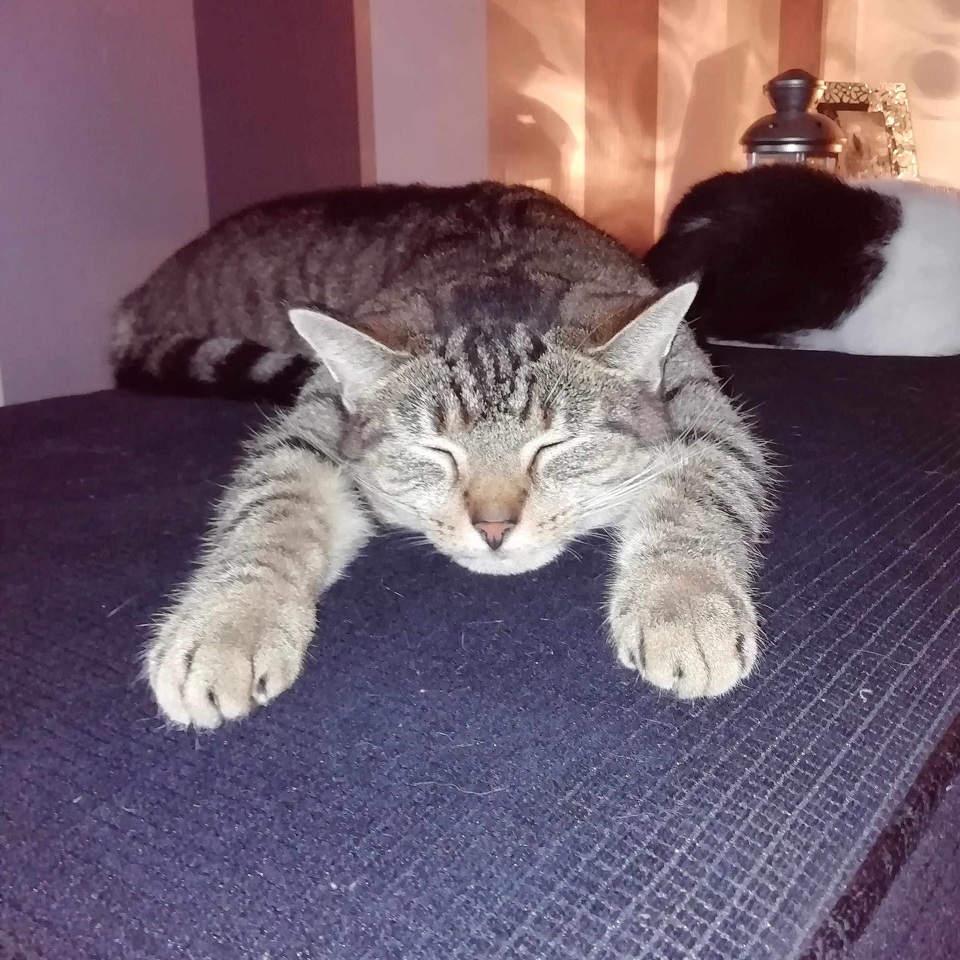 Tigercat Bella
