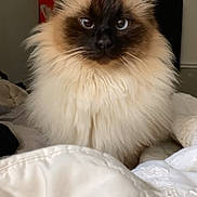 Pilou Pilou participe au concours pour gagner de l'argent avec cette photo : cat, fluffy, indoor, pet, animal, feline, face, whiskers, ears, bed, blanket, comfort, fur, cute, domestic, cozy, portrait, sitting, eyes, soft