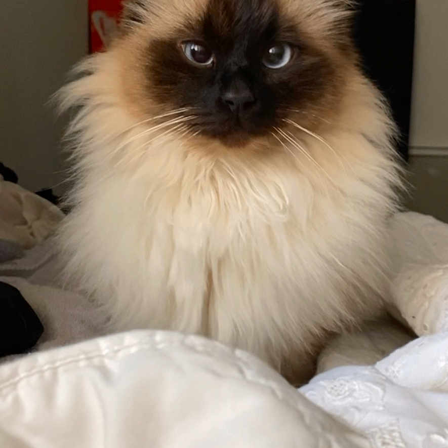 Pilou Pilou participe au concours pour gagner de l'argent avec cette photo : animal, bed, blanket, cat, comfort, cozy, cute, domestic, ears, eyes, face, feline, fluffy, fur, indoor, pet, portrait, sitting, soft, whiskers