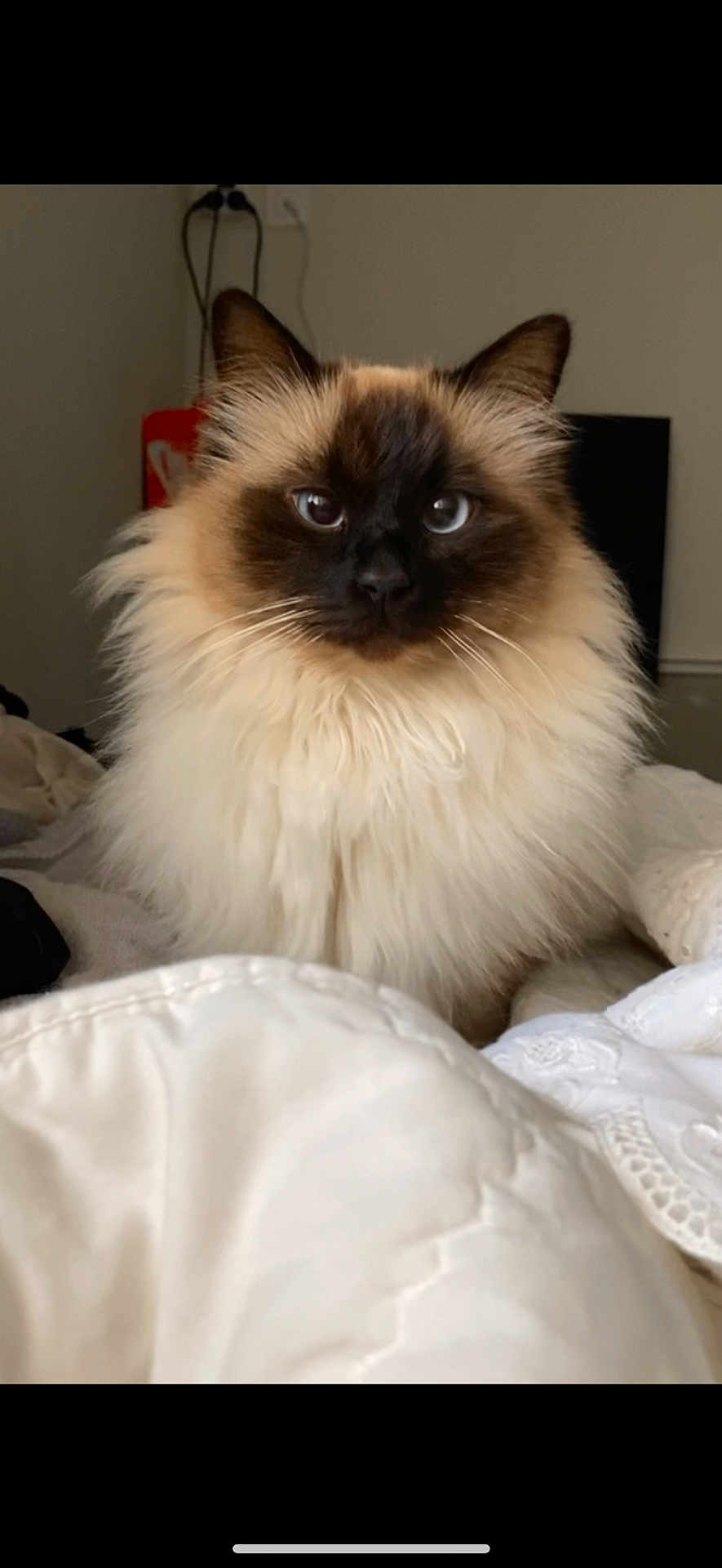 Pilou Pilou participe au concours pour gagner de l'argent avec cette photo : cat, fluffy, indoor, pet, animal, feline, face, whiskers, ears, bed, blanket, comfort, fur, cute, domestic, cozy, portrait, sitting, eyes, soft