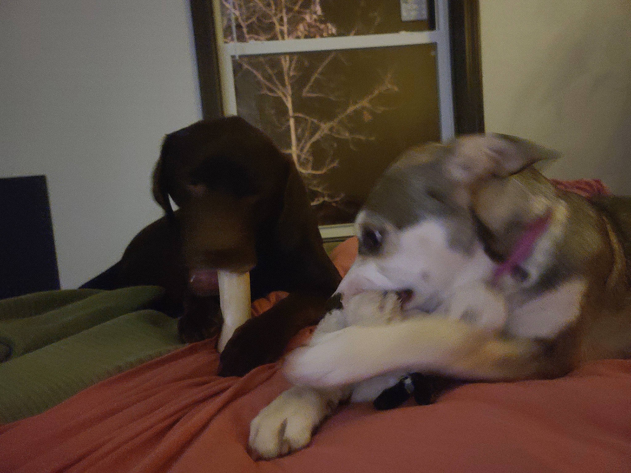 Bailey is registered to the contest to win money with this photo: canidae, carnivore, comfort, companion_dog, dog, dog_breed, fawn, felidae, flooring, fur, hardwood, linens, nap, paw, picture_frame, room, small_to_medium_sized_cats, sporting_group, whiskers, working_animal