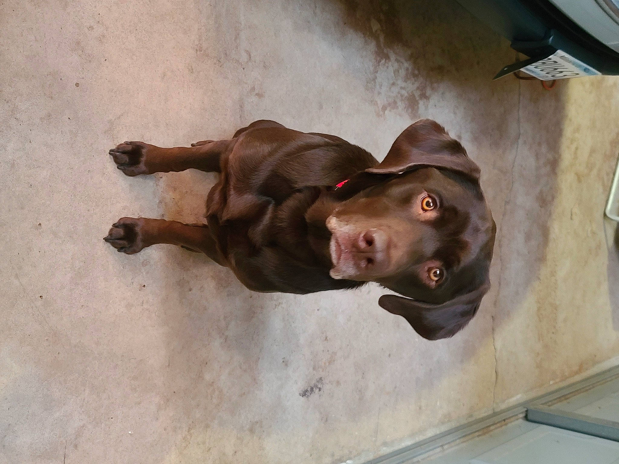 Bailey joined the competition — help win amazing prizes! art, canidae, carnivore, companion_dog, dog, dog_breed, fawn, fur, guard_dog, hunting_dog, liver, metal, non_sporting_group, snout, sporting_group, street_dog, terrestrial_animal, wood, working_animal, working_dog