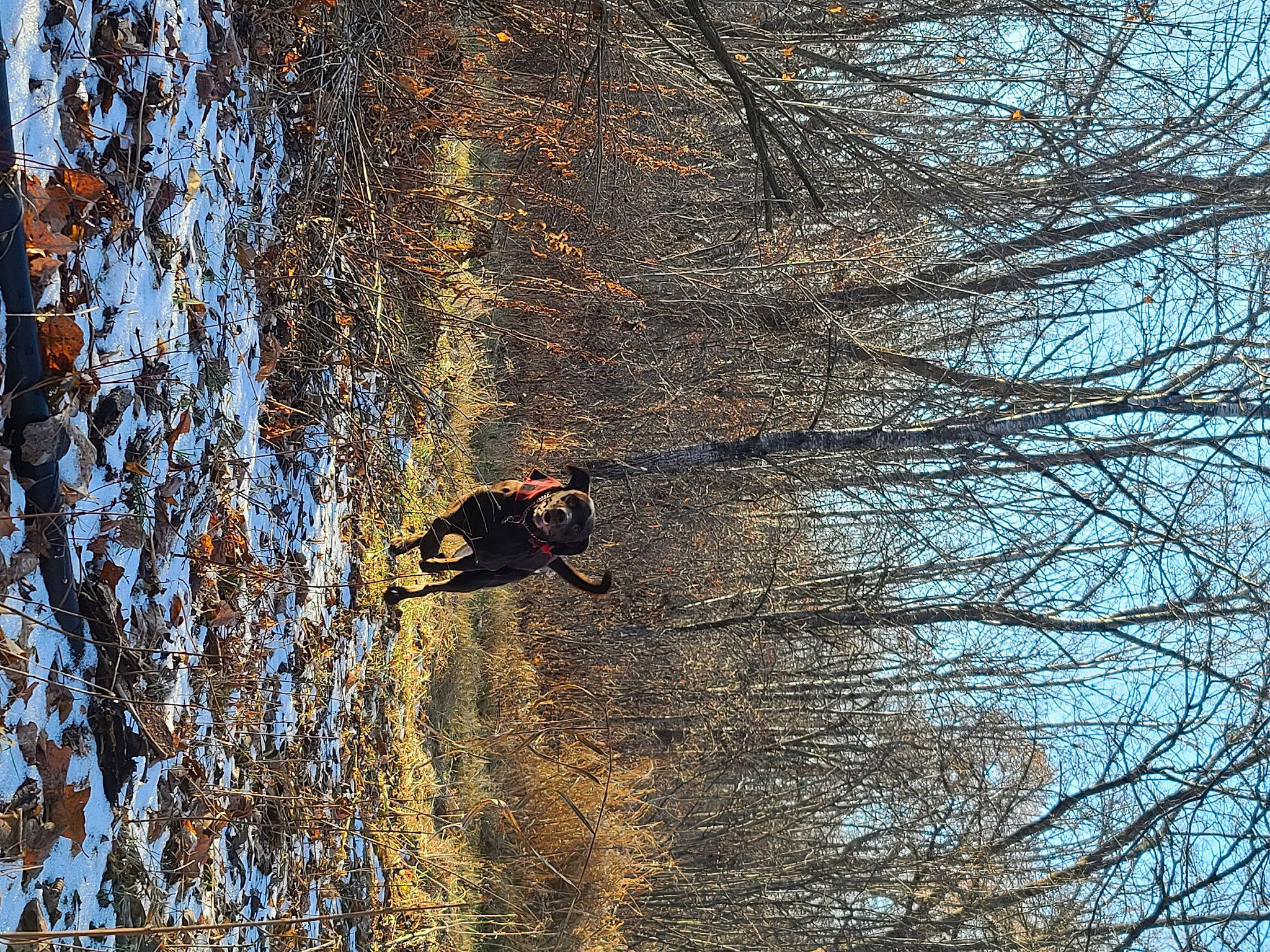 Bailey joined the competition — help win amazing prizes! carnivore, deciduous, forest, freezing, frost, grass, natural_landscape, people_in_nature, plant, recreation, sky, snow, tints_and_shades, tree, trunk, twig, wildlife, winter, wood, woodland