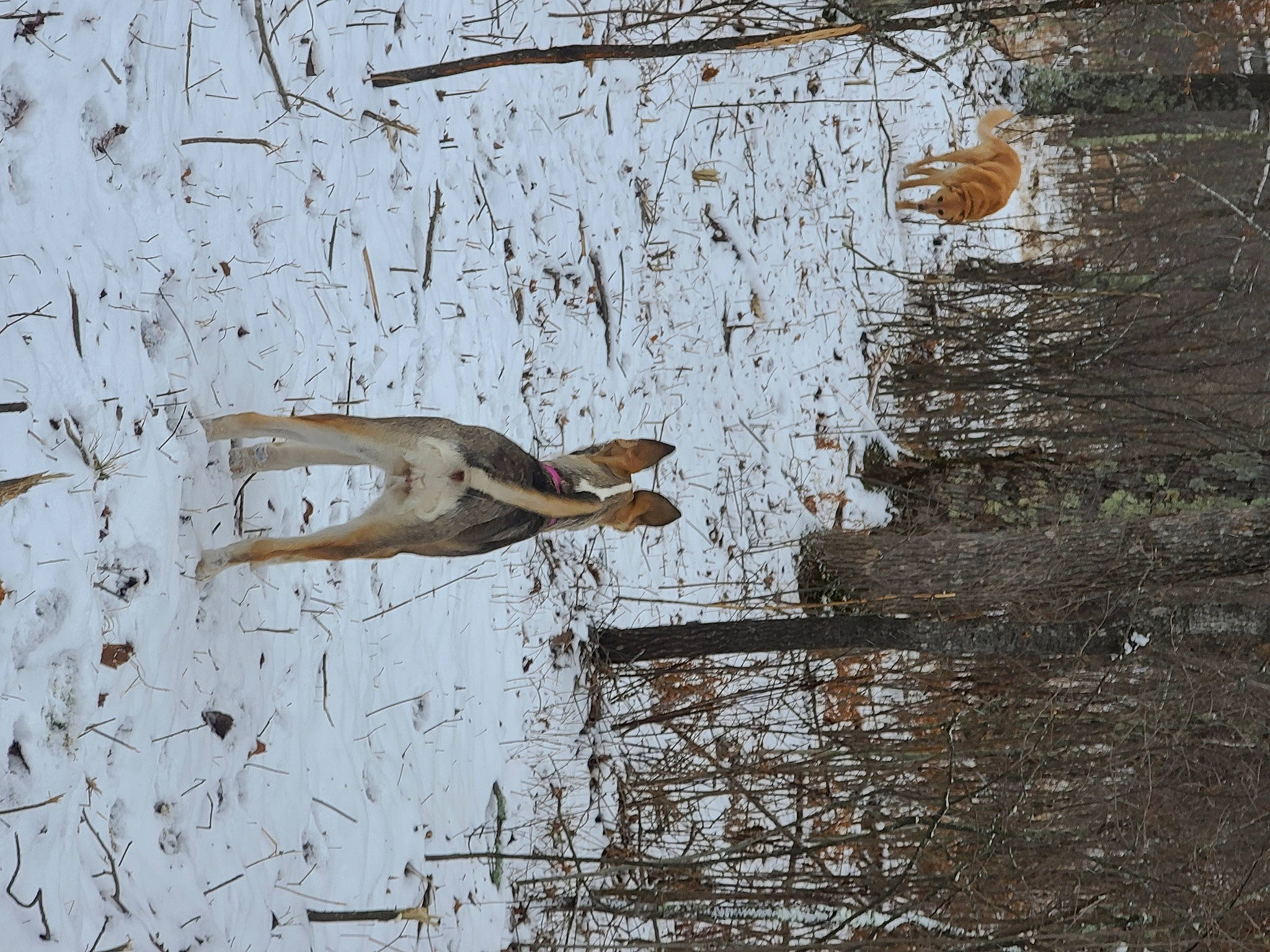 Brecken joined the competition — help win amazing prizes! art, beak, branch, fawn, freezing, grass, plant, plant_stem, reflection, snow, tail, tree, trunk, twig, water, water_bird, wetland, wildlife, winter, wood