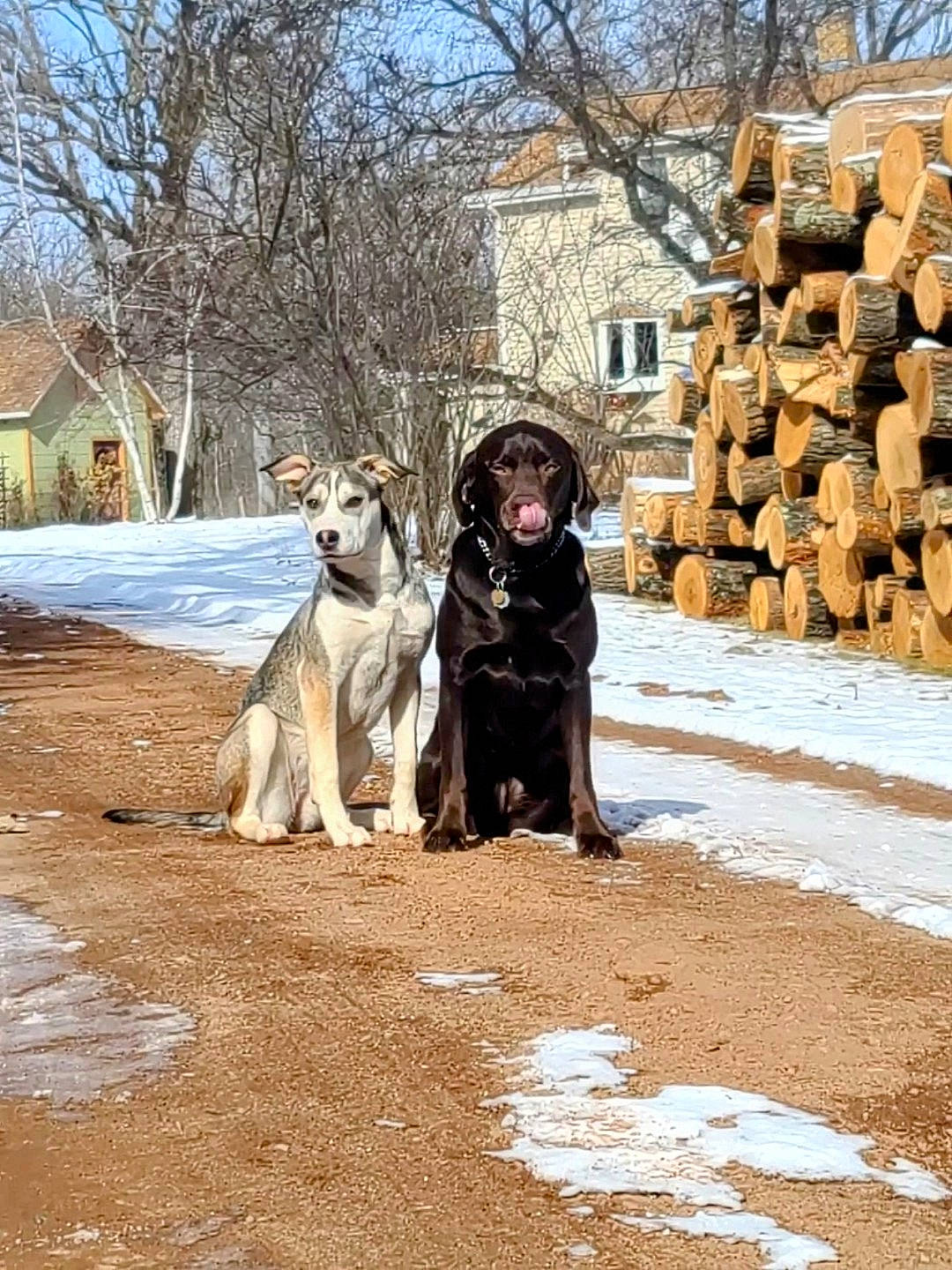 Brecken joined the competition — help win amazing prizes! building, canidae, carnivore, companion_dog, dog, dog_breed, fawn, freezing, fur, house, mammal, sky, snow, sporting_group, tree, vertebrate, window, winter, wood, working_animal