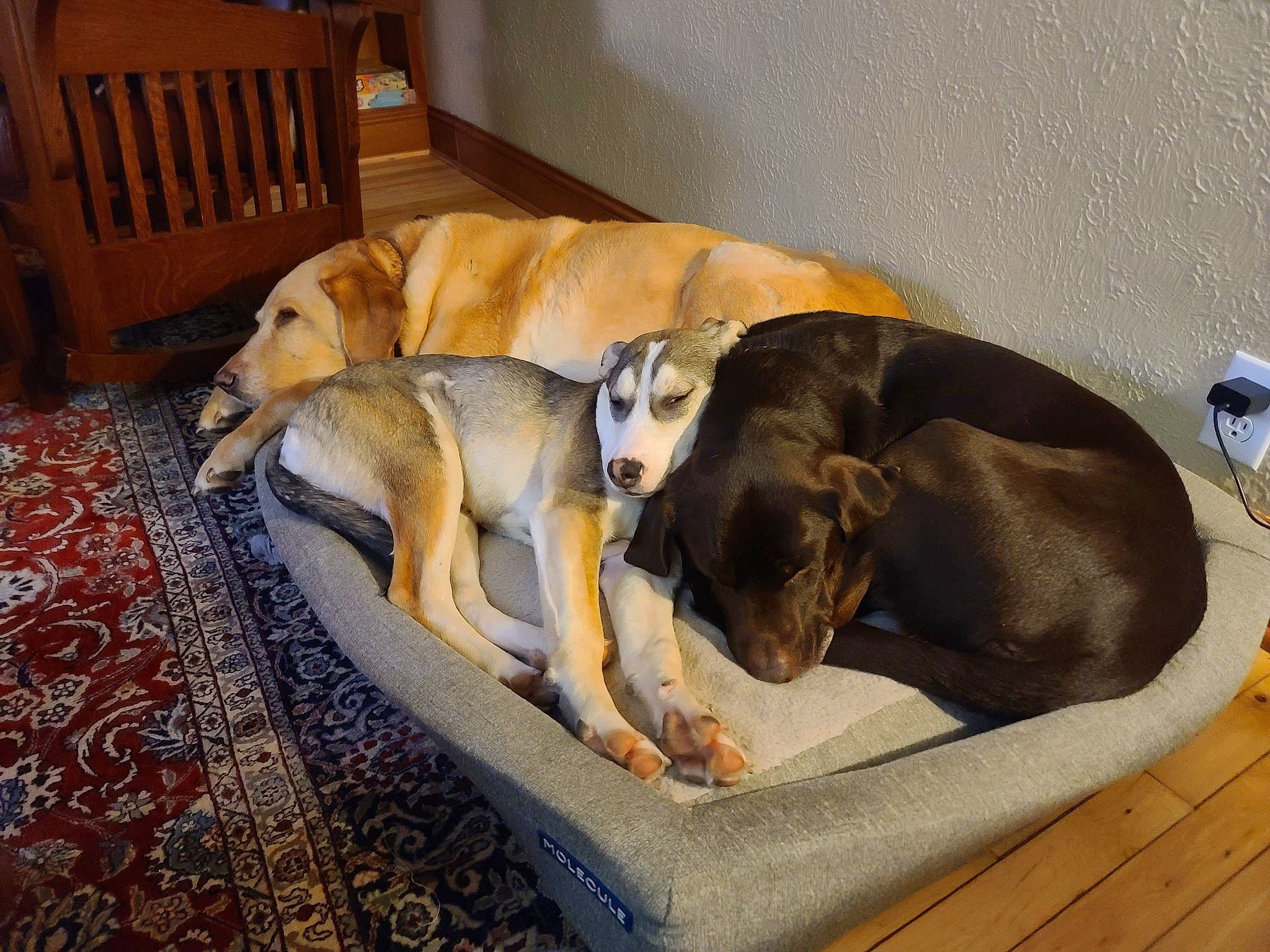 Brecken joined the competition — help win amazing prizes! carnivore, chair, comfort, companion_dog, dog, dog_breed, dog_supply, fawn, flooring, guard_dog, hardwood, nap, paw, pet_supply, room, sporting_group, studio_couch, tail, wood, working_animal