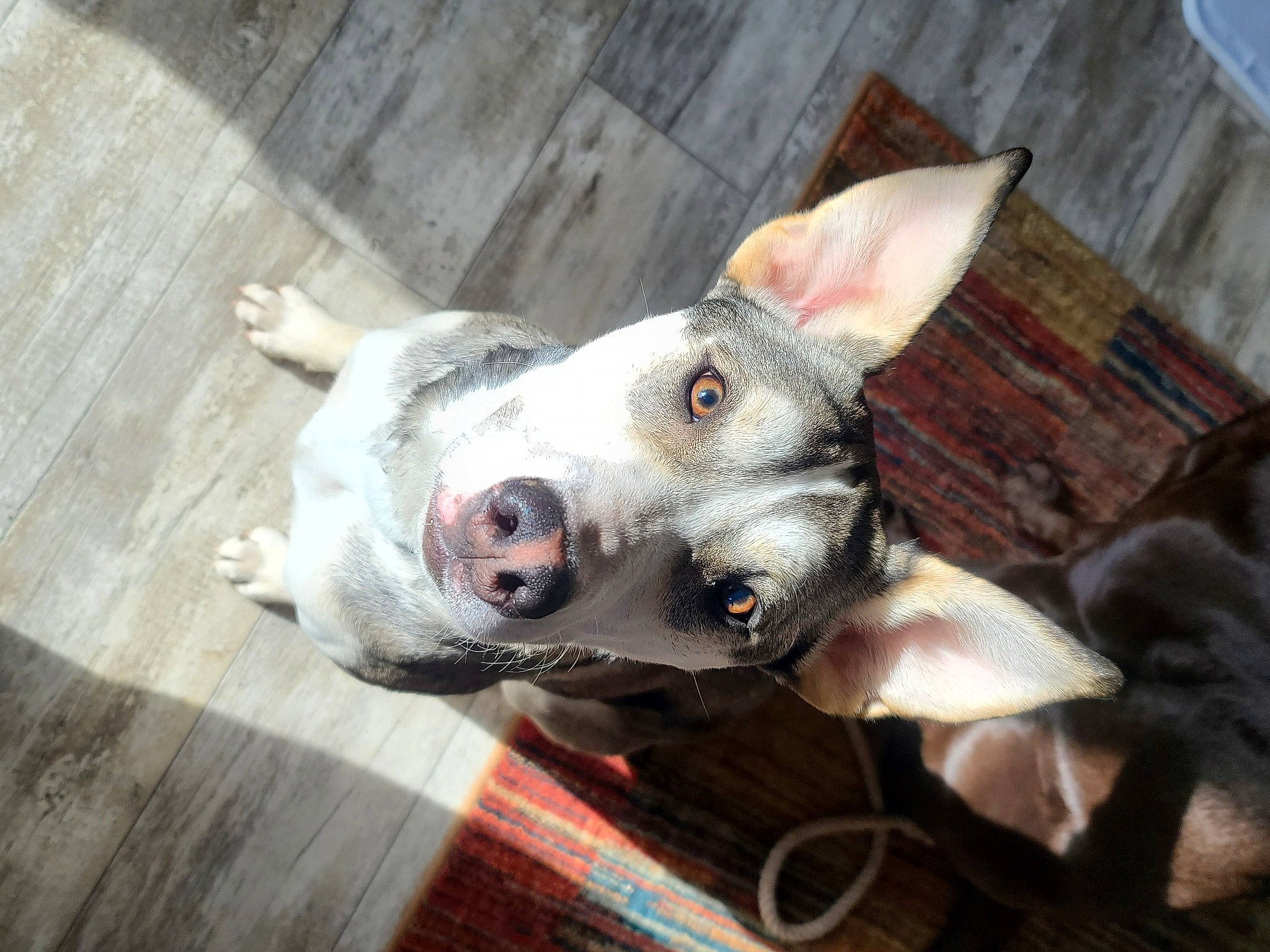 Brecken is registered to the contest to win money with this photo: ancient_dog_breeds, bull_terrier, canidae, carnivore, collar, companion_dog, dog, dog_breed, dog_collar, ear, fang, fawn, guard_dog, non_sporting_group, snout, sporting_group, whiskers, wood, working_animal, working_dog