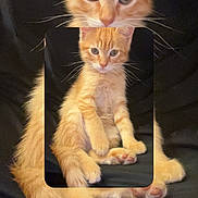 Zaphira participe au concours pour gagner de l'argent avec cette photo : animal, black_background, cat, curious, cute, feline, fur, indoor, kitten, orange_cat, paw, pet, recursion, relaxed, sitting, small, tabby, tail, whiskers, young