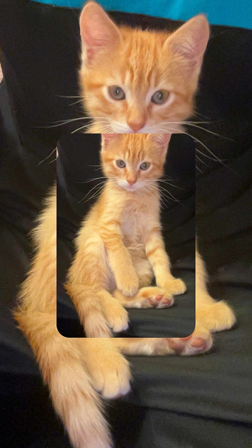 Zaphira participe au concours pour gagner de l'argent avec cette photo : animal, black_background, cat, curious, cute, feline, fur, indoor, kitten, orange_cat, paw, pet, recursion, relaxed, sitting, small, tabby, tail, whiskers, young