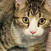 Josie is registered to the contest to win money with this photo: animal, cat, close_up, curious, cute, fabric, feline, fur, green_eyes, indoor, mammal, pet, pink_nose, portrait, resting, soft, tabby, texture, warm, whiskers