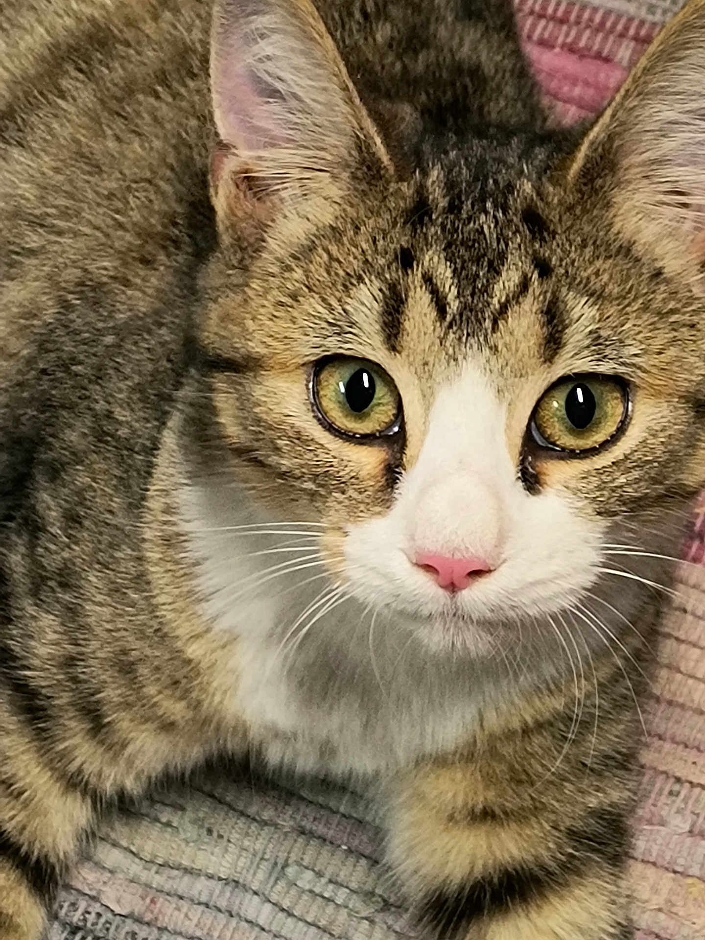 Josie is registered to the contest to win money with this photo: animal, cat, close_up, curious, cute, fabric, feline, fur, green_eyes, indoor, mammal, pet, pink_nose, portrait, resting, soft, tabby, texture, warm, whiskers