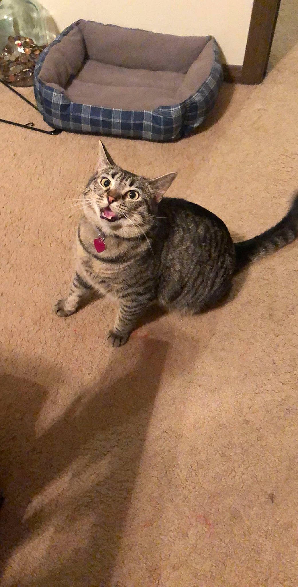 Munchkin is registered to the contest to win money with this photo: automotive_tire, carnivore, cat, comfort, domestic_short_haired_cat, door, felidae, flooring, foot, fur, grey, human_leg, metal, paw, small_to_medium_sized_cats, snout, tail, terrestrial_animal, whiskers, wood