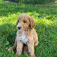Teddy joined the competition — help win amazing prizes! adorable, animal, brown_fur, collar, curly_fur, cute, dog, fur, garden, grass, greenery, nature, outdoor, pet, playful, puppy, sitting, sunlight, white_patch, young