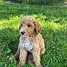 adorable, animal, brown_fur, collar, curly_fur, cute, dog, fur, garden, grass, greenery, nature, outdoor, pet, playful, puppy, sitting, sunlight, white_patch, young