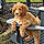Teddy