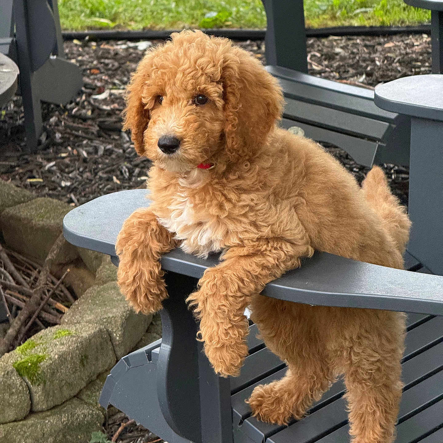 Teddy