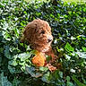 Teddy joined the competition — help win amazing prizes! adorable, animal, ball, curly_fur, cute, dog, garden, grass, greenery, ivy, leaf, nature, outdoor, pet, playful, puppy, resting, summer, sunlight, young_dog