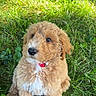 Teddy joined the competition — help win amazing prizes! adorable, animal, canine, curly_fur, cute, dog, eyes, fluffy, fur, grass, greenery, nature, outdoor, pet, portrait, puppy, red_collar, sitting, sunlight, young