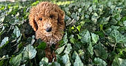 Teddy is registered to the contest to win money with this photo: adorable, animal, curly_fur, cute, dog, eyes, fur, garden, greenery, ivy, leafy, nature, outdoor, pet, plant, portrait, puppy, small_dog, snout, young_dog