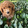 adorable, animal, curly_fur, cute, dog, eyes, fur, garden, greenery, ivy, leafy, nature, outdoor, pet, plant, portrait, puppy, small_dog, snout, young_dog