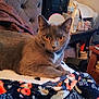 animal, blanket, bottle, cat, chair, cozy, desk, domestic, floral_pattern, furniture, gray_cat, household_items, indoor, mirror, orange_eyes, pet, relaxed, resting, tufted_chair, warm_lighting