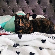 Lilly Lou is registered to the contest to win money with this photo: animal, bed, blanket, cat, comfort, cozy, domestic, feline, fur, green_eyes, hearts, indoor, pet, plush, relaxing, resting, soft_texture, striped, tortoiseshell, tufted_headboard