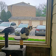 Precious Girl joined the competition — help win amazing prizes! animal, brick_wall, building, car, cat, cat_tree, cats, curious, domestic, feline, grass, indoor, looking, nature, parking_lot, pet, sidewalk, tree, vehicle, window