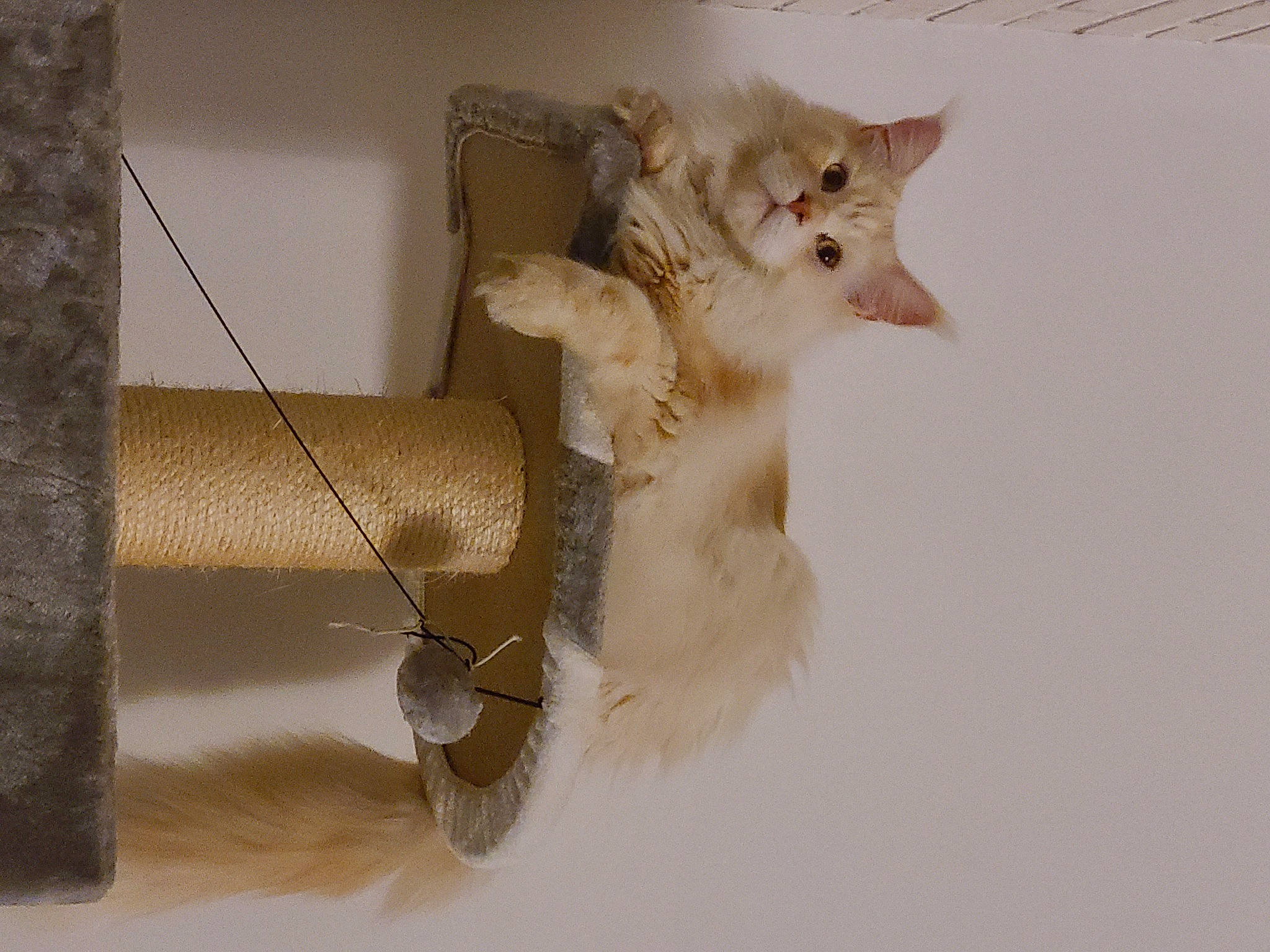 Tango a rejoint le concours — aidez-le/la à gagner de superbes lots ! cardboard, carnivore, cat, domestic_short_haired_cat, fawn, felidae, fur, paw, pet_supply, plaster, small_to_medium_sized_cats, tail, whiskers, wood