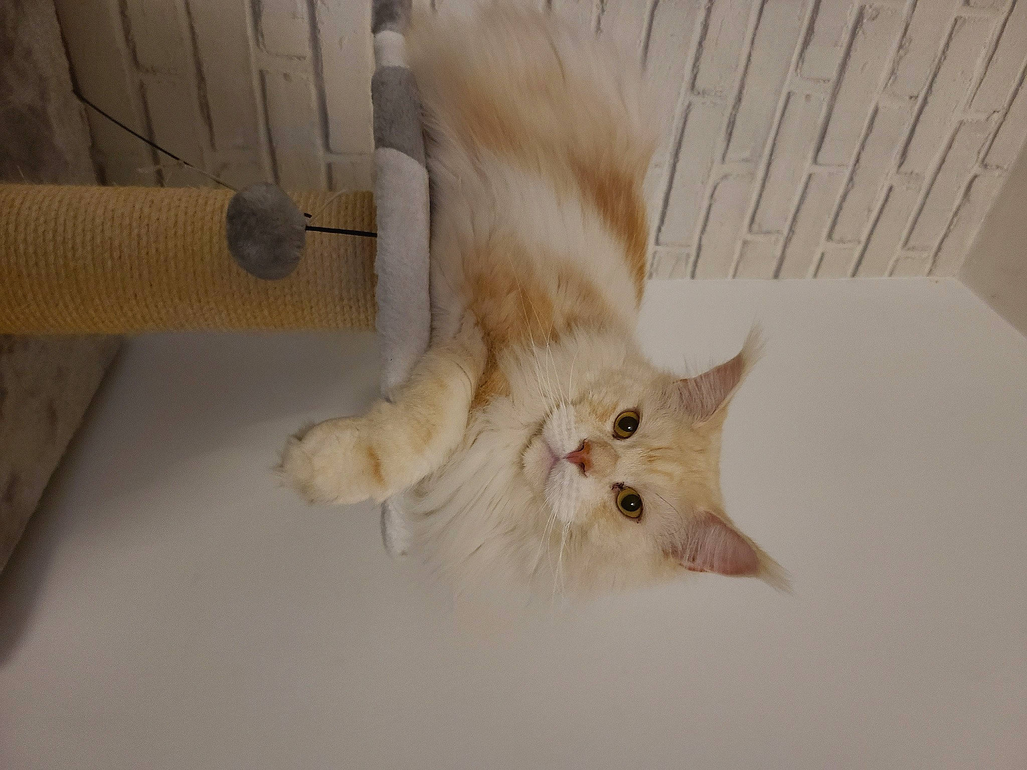 Tango participe au concours pour gagner de l'argent avec cette photo : carnivore, cat, claw, comfort, domestic_short_haired_cat, fawn, felidae, fur, hardwood, paw, small_to_medium_sized_cats, snout, tail, whiskers, wood