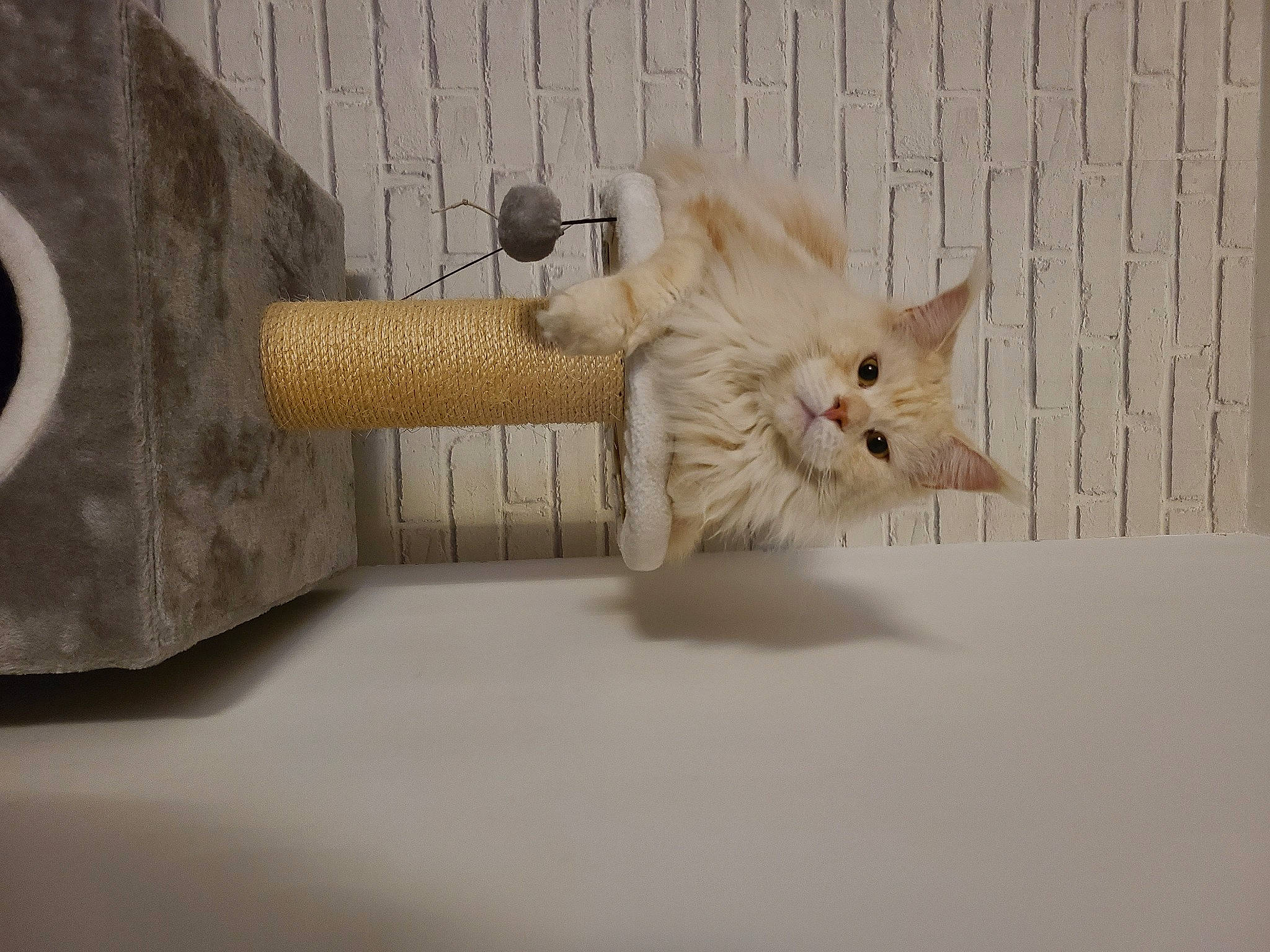 Tango participe au concours pour gagner de l'argent avec cette photo : bed, carnivore, cat, domestic_short_haired_cat, fawn, felidae, fur, hardwood, metal, paw, room, shelf, small_to_medium_sized_cats, still_life_photography, stuffed_toy, tail, toy, twig, whiskers, wood