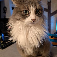 Havana a rejoint le concours — aidez-le/la à gagner de superbes lots ! cat, fluffy, long_hair, white_fur, gray_fur, pet, indoor, close_up, whiskers, face, animal, domestic_animal, mammal, portrait, cute, feline, sitting, eyes, nose, fur