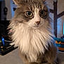 cat, fluffy, long_hair, white_fur, gray_fur, pet, indoor, close_up, whiskers, face, animal, domestic_animal, mammal, portrait, cute, feline, sitting, eyes, nose, fur