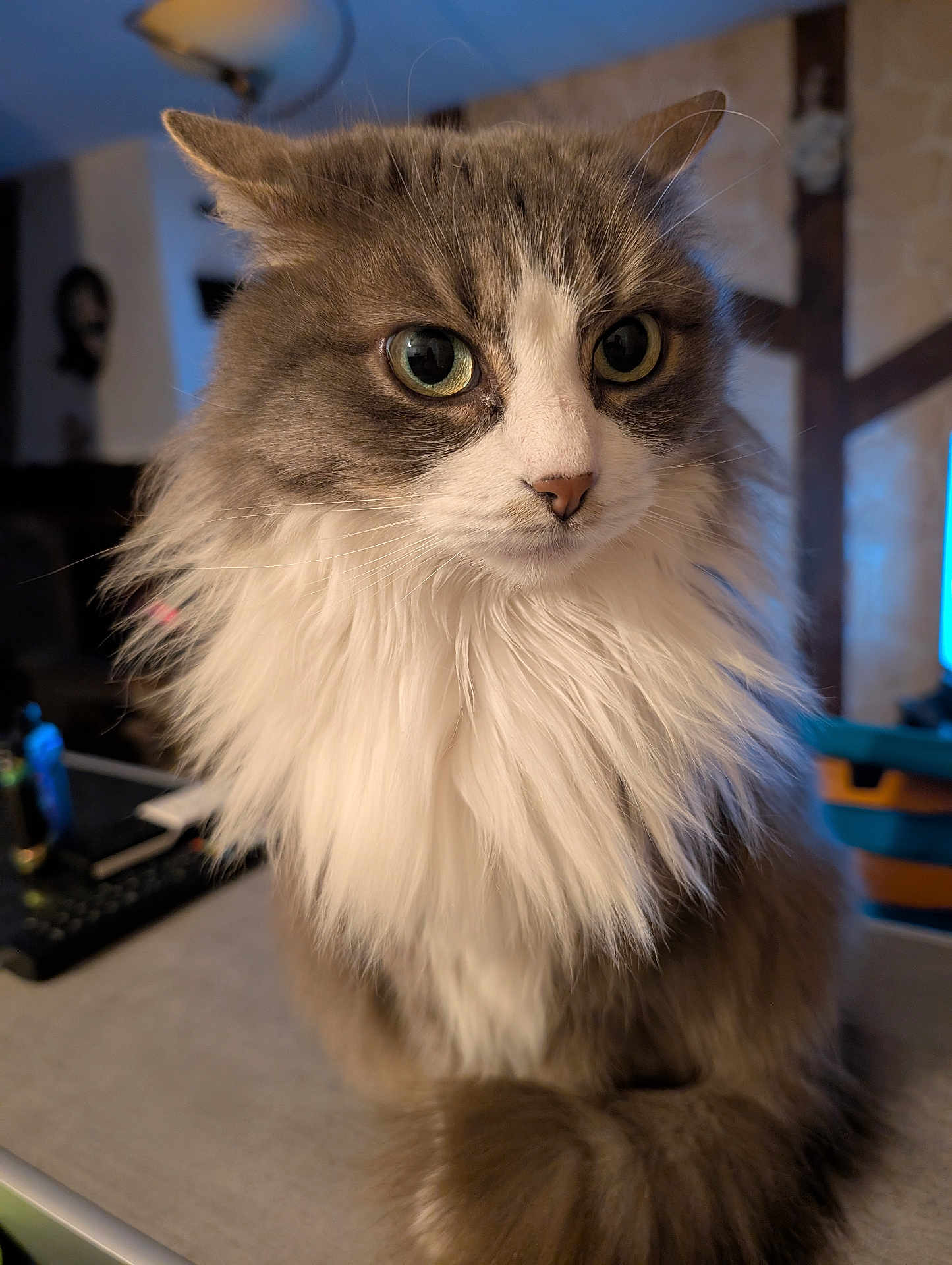 Havana a rejoint le concours — aidez-le/la à gagner de superbes lots ! cat, fluffy, long_hair, white_fur, gray_fur, pet, indoor, close_up, whiskers, face, animal, domestic_animal, mammal, portrait, cute, feline, sitting, eyes, nose, fur