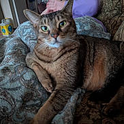 Bosco is registered to the contest to win money with this photo: cat, tabby_cat, blanket, couch, person, hand, living_room, indoor, furniture, pattern, cozy, blurred_motion, pet, relaxing, animal, domestic, paw, stretching, brown, green_eyes