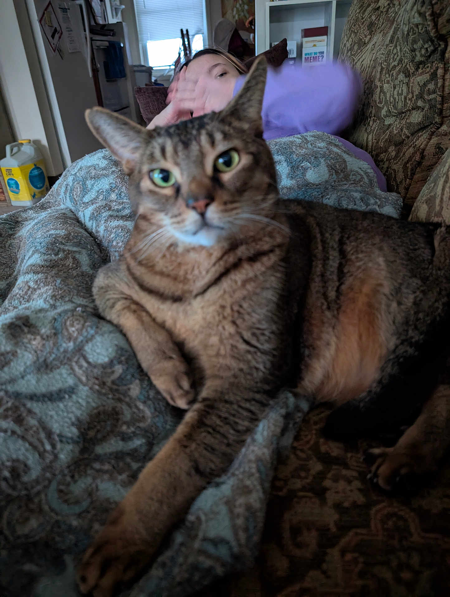 Bosco is registered to the contest to win money with this photo: cat, tabby_cat, blanket, couch, person, hand, living_room, indoor, furniture, pattern, cozy, blurred_motion, pet, relaxing, animal, domestic, paw, stretching, brown, green_eyes