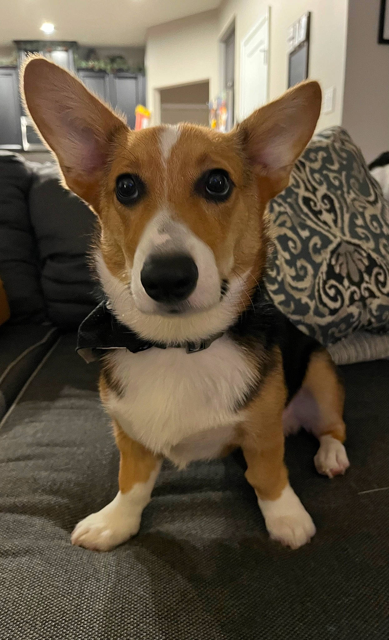 Deebo joined the competition — help win amazing prizes! ancient_dog_breeds, canidae, carnivore, chair, companion_dog, dog, dog_breed, door, fawn, flooring, fur, snout, sporting_group, terrestrial_animal, whiskers, wood, working_animal